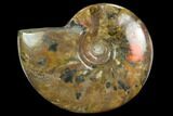 Flashy Red Iridescent Ammonite - Wide #127908-1